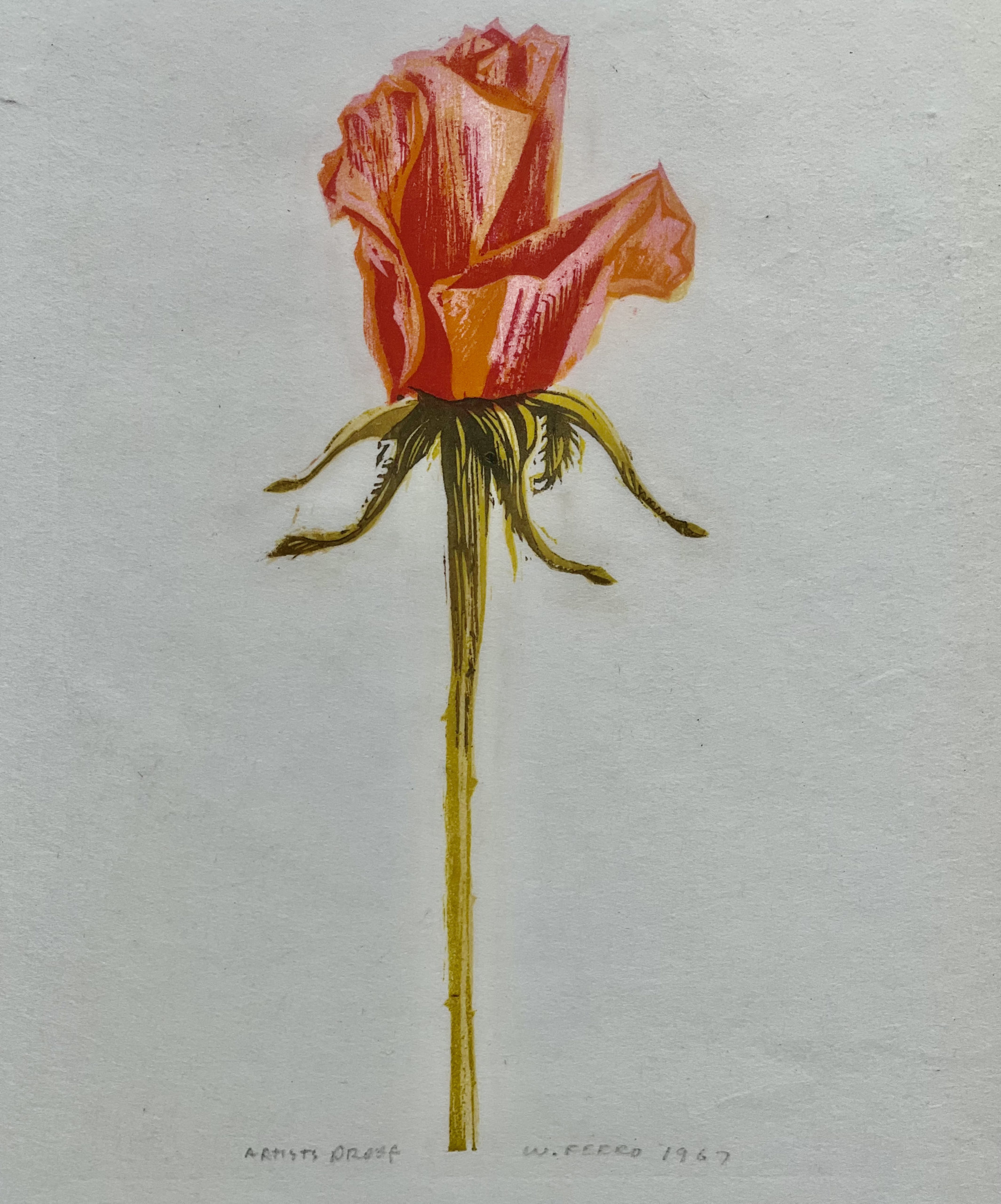 woodcut of a rose by Walter Ferro