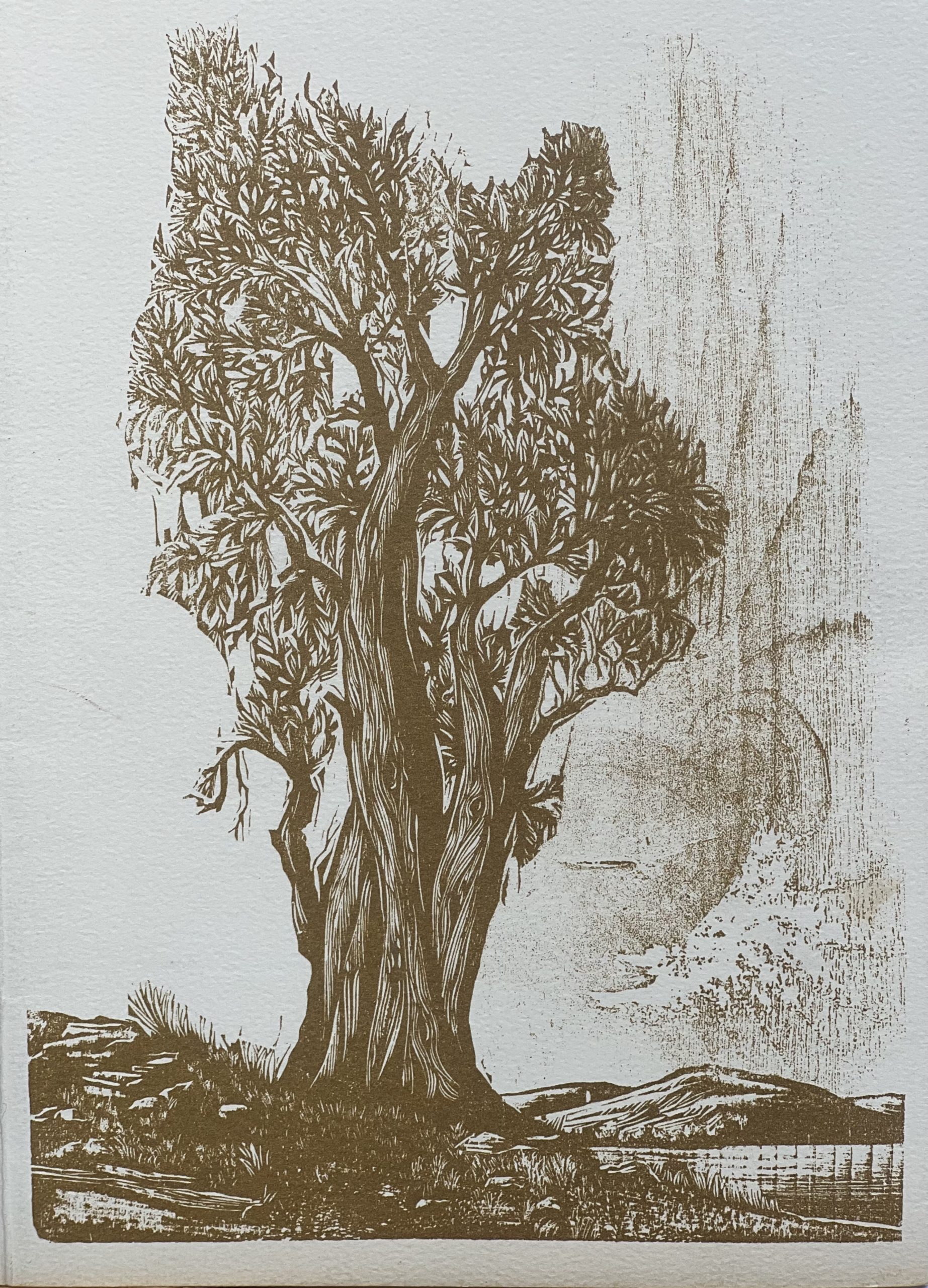 Woodcut of a Bristlecone Pine tree by Walter Ferro