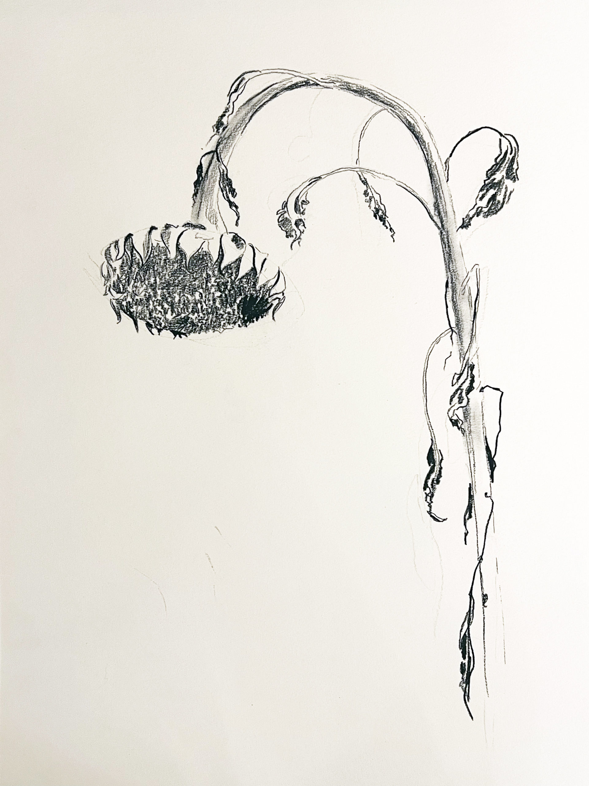 graphite and pen drawing by Walter Ferro of a sunflower