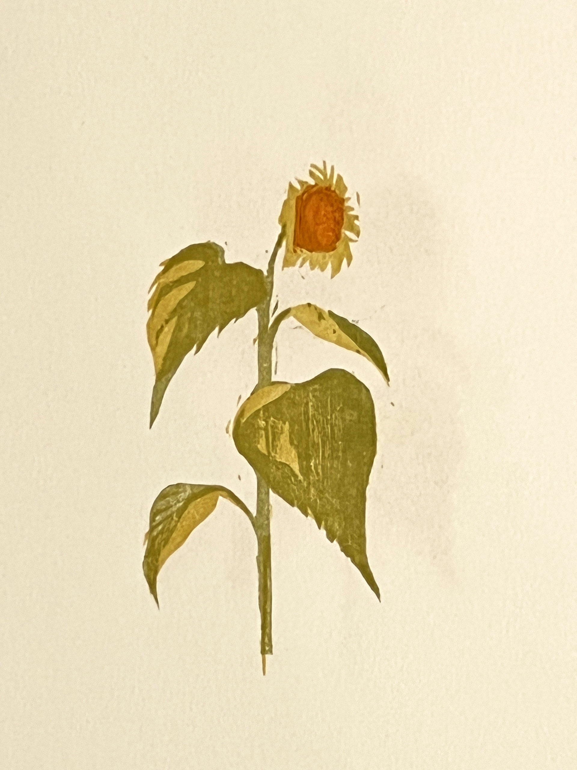 woodcut by Walter Ferro of a sunflower with a large face and short petals